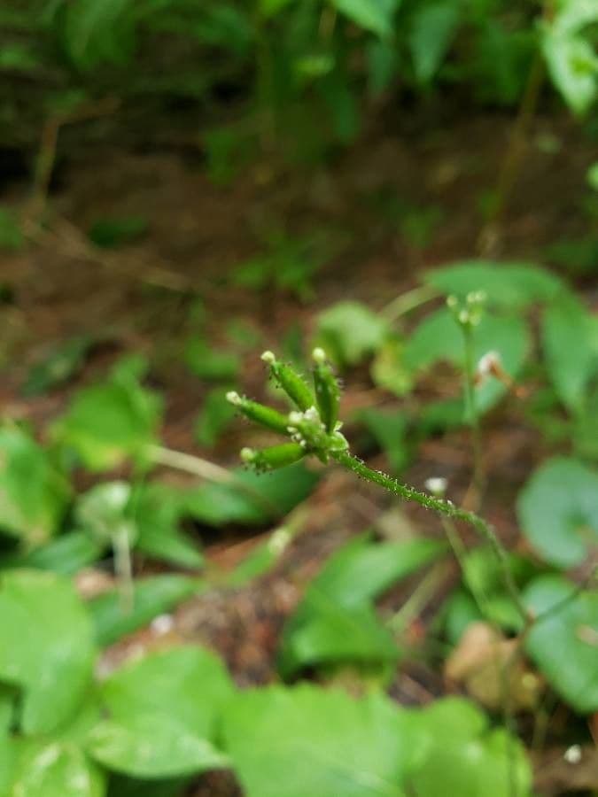 Adenocaulon bicolore