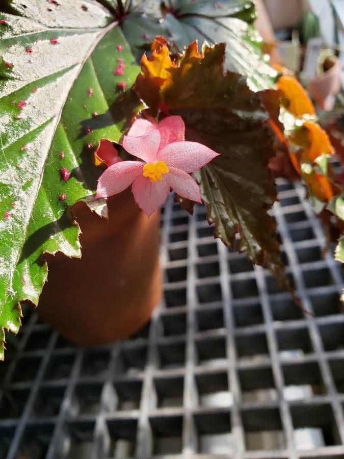 Begonia