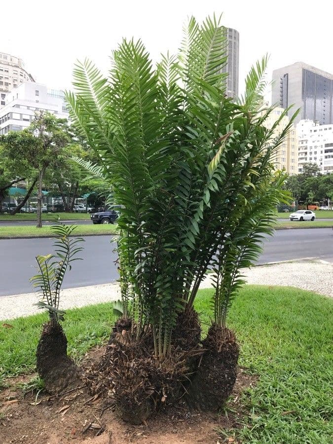 Kongo-Riesen-Palmfarn 7