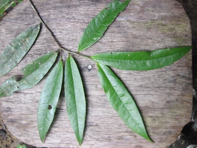 Anaxagorea 8