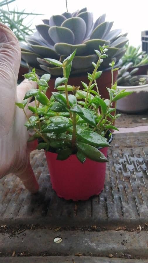 Lenophyllum 9