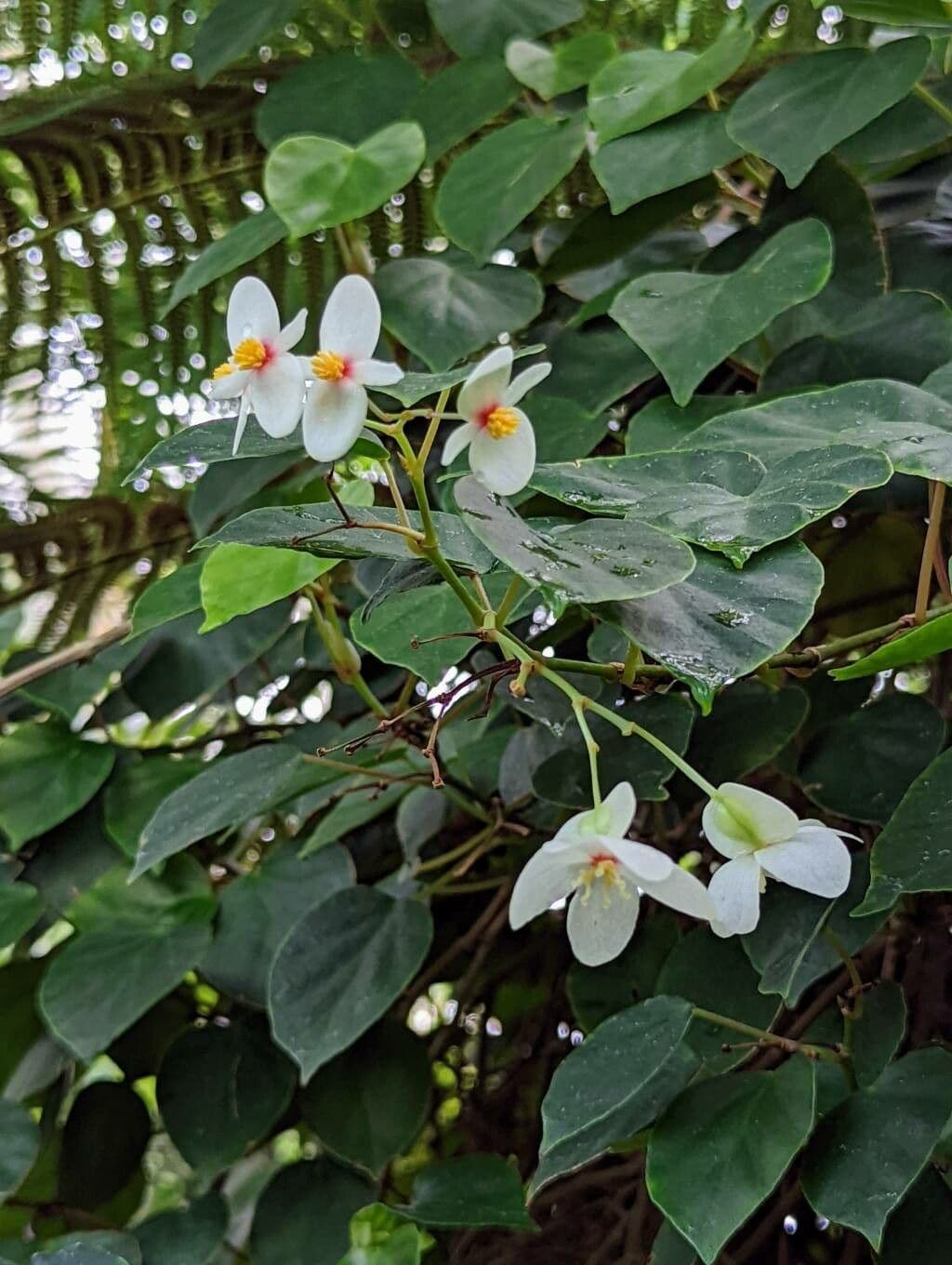Begonia 5