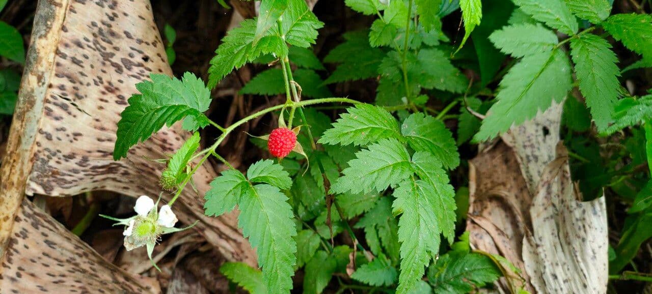 Rovo rosifoglio 14