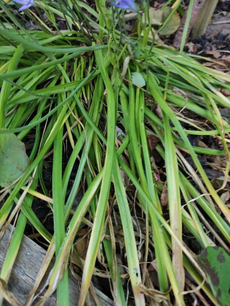 Triteleia laxa 14