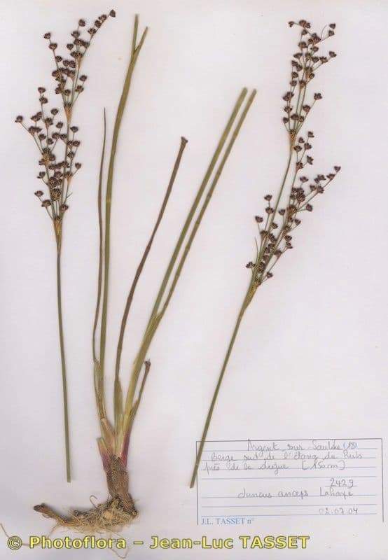 Juncus anceps 11
