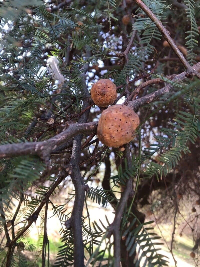 Prosopis 25