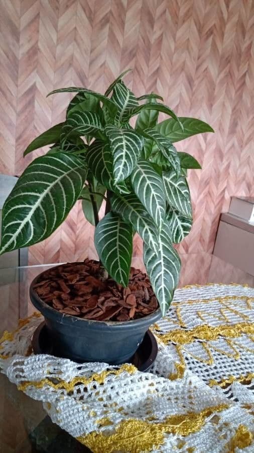 Aphelandra 25
