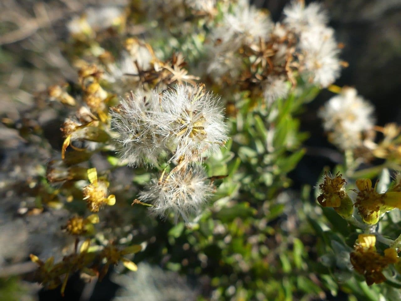 Hubertia 3