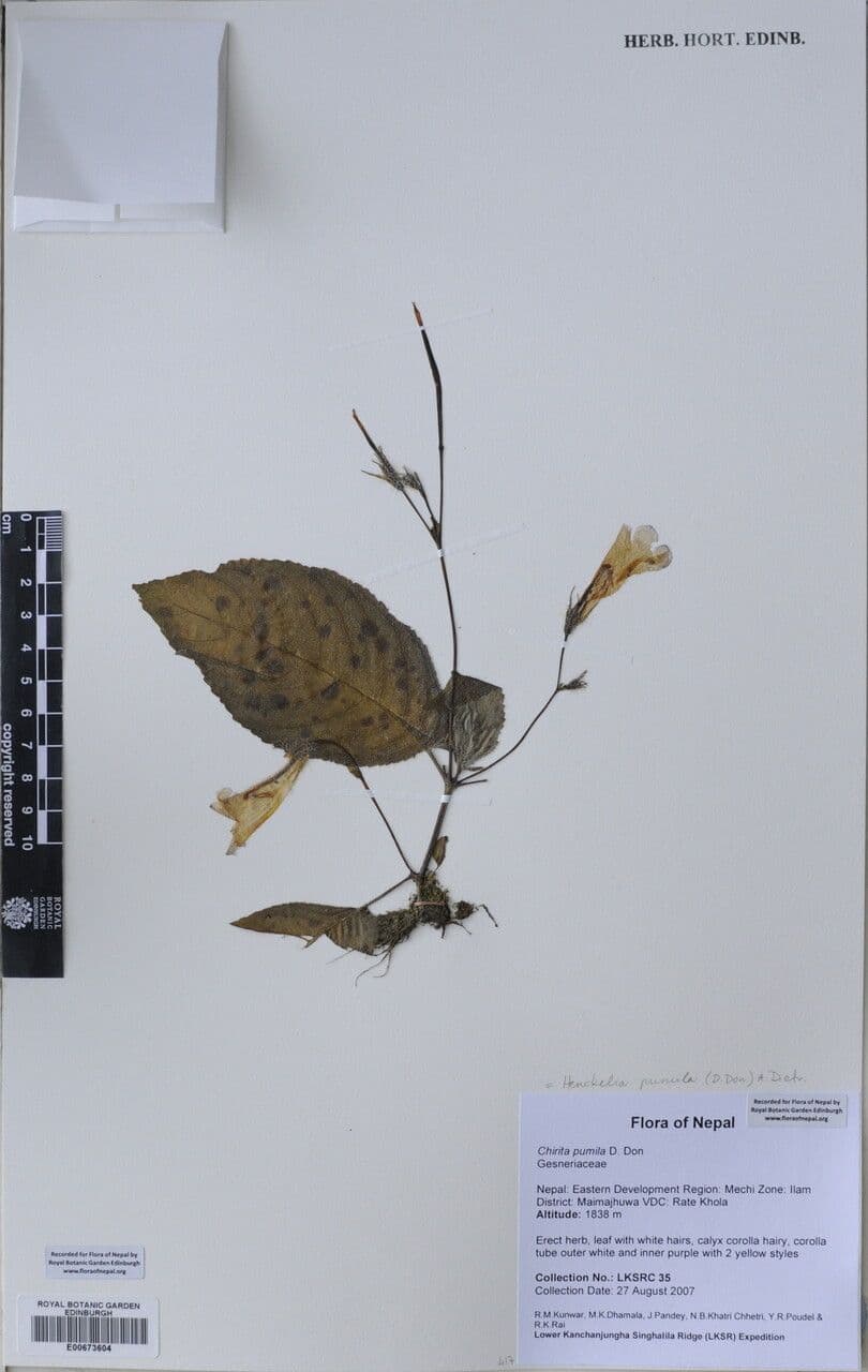 Henckelia 11