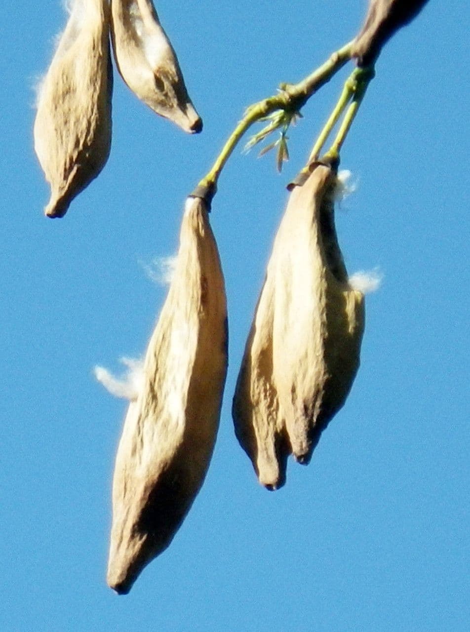 Ceiba 2