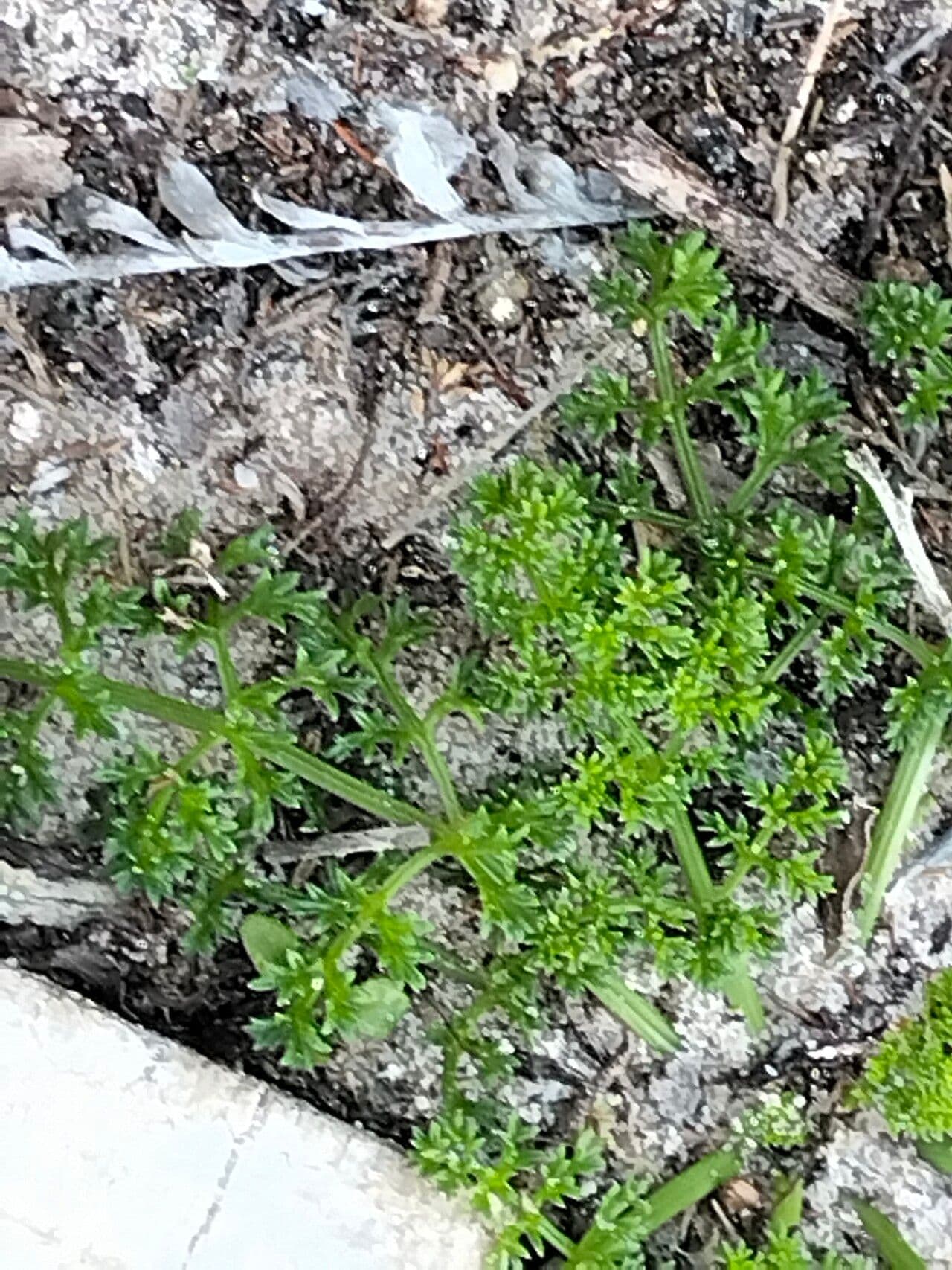 Dasispermum