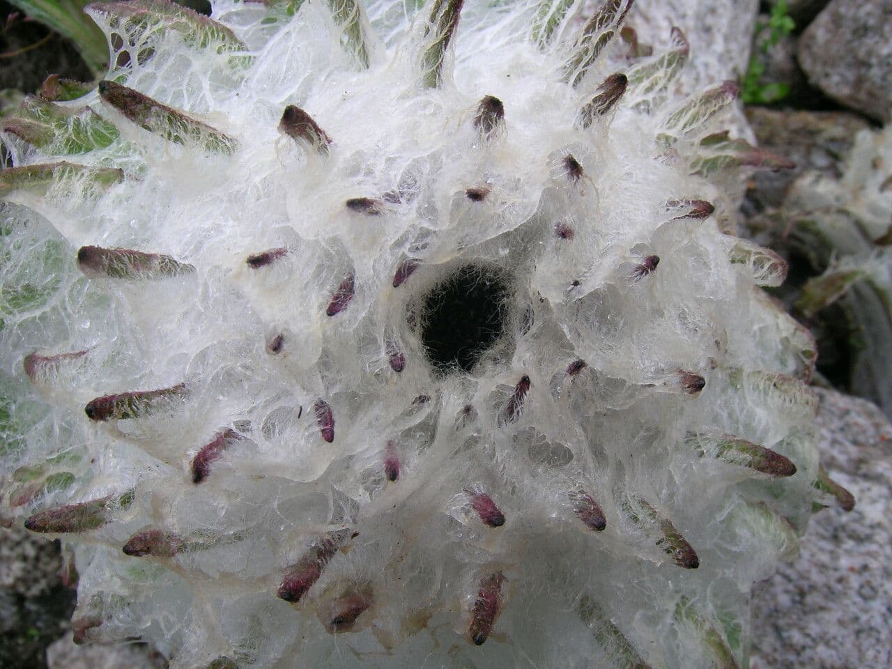 Saussurea