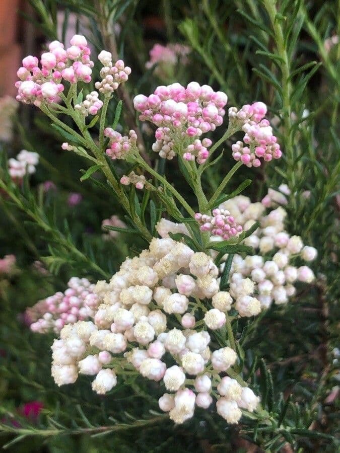 Ozothamnus diosmifolius