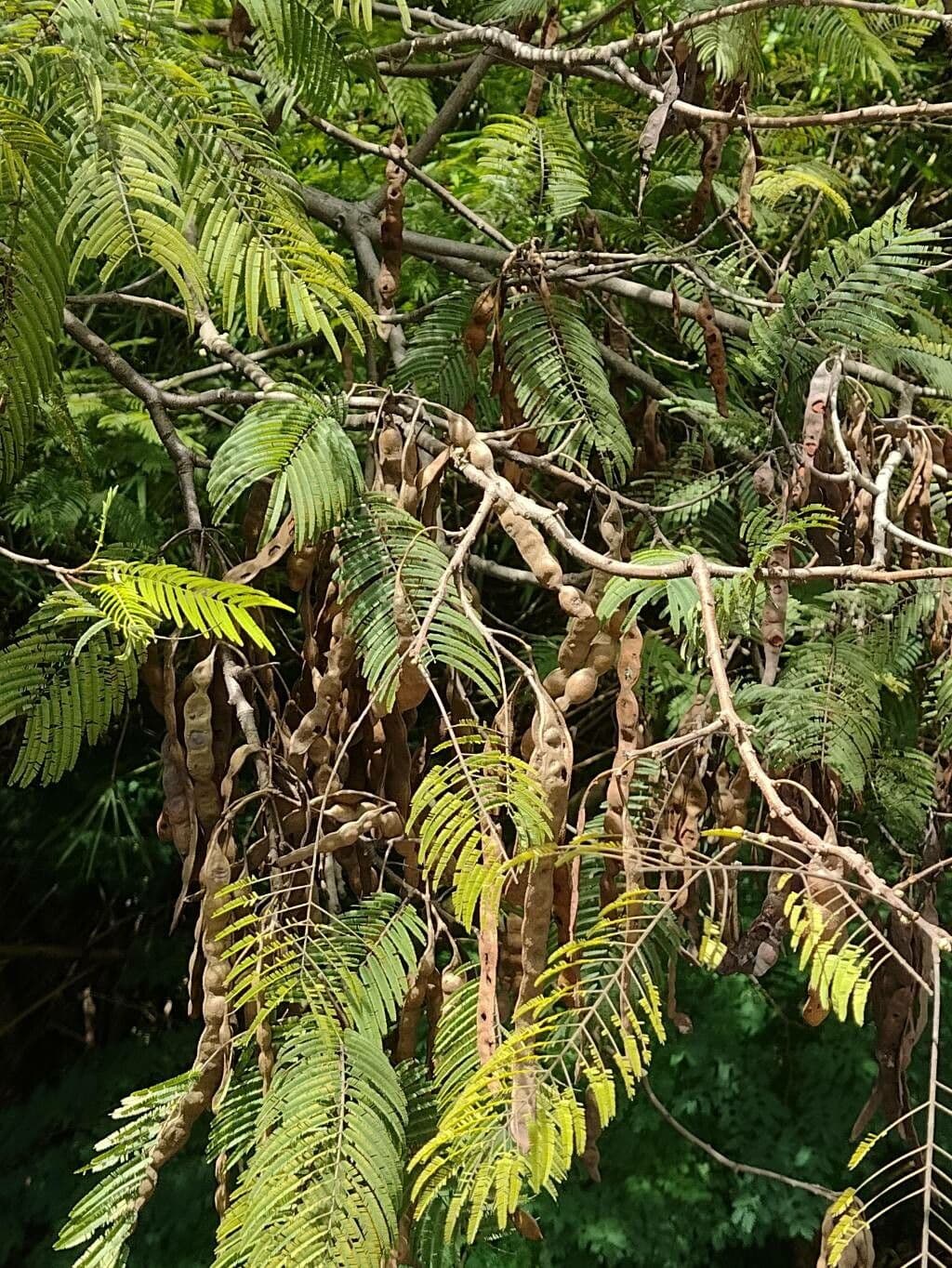 Anadenanthera peregrina 6