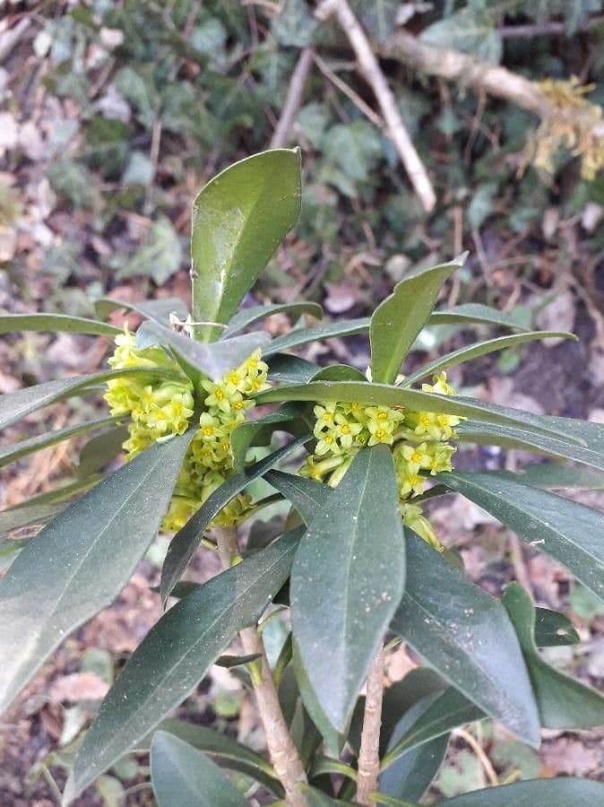 Olivella 9