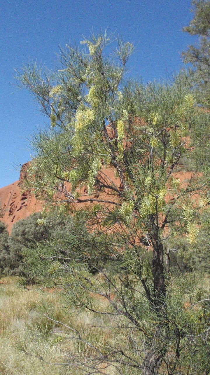 Schmalähre-Grevillea 3