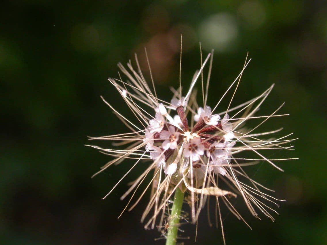 Krigia virginiana 3