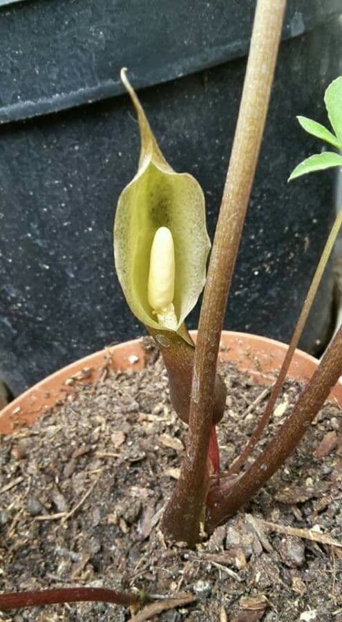 Horsfields Sauromatum