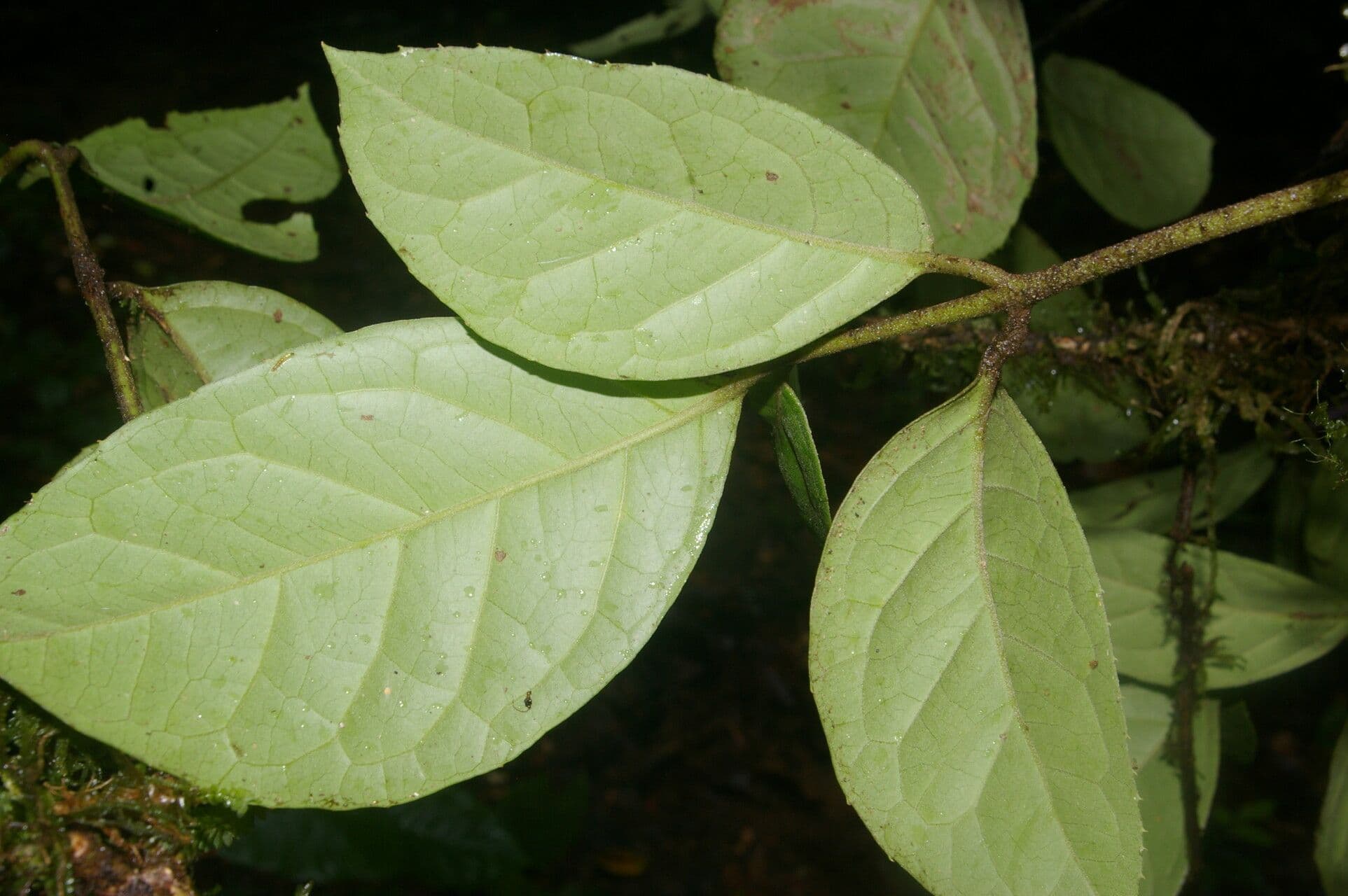 Beilschmiedia costaricense 8