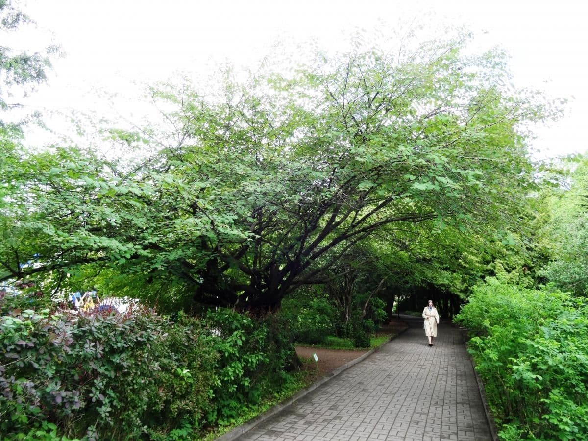 Arbre katsura