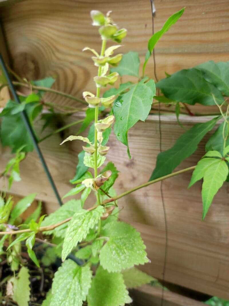 Tarczyca Columny 5