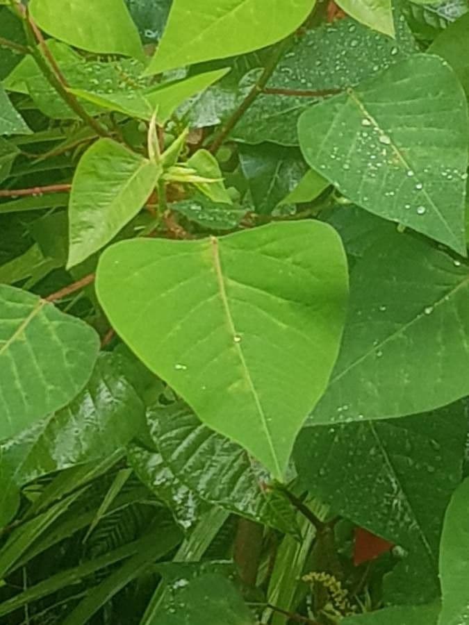 Homalanthus populifolius 19