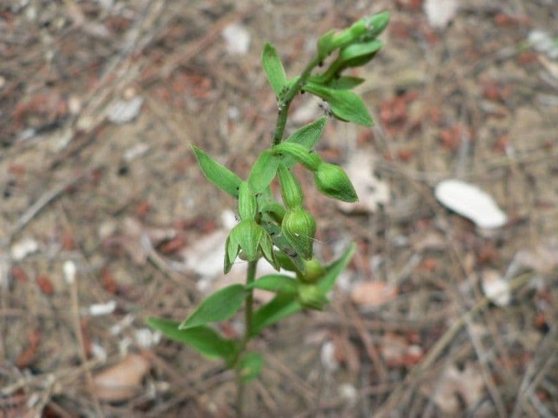 Epipactis 9