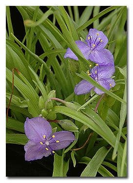 V tradescantia