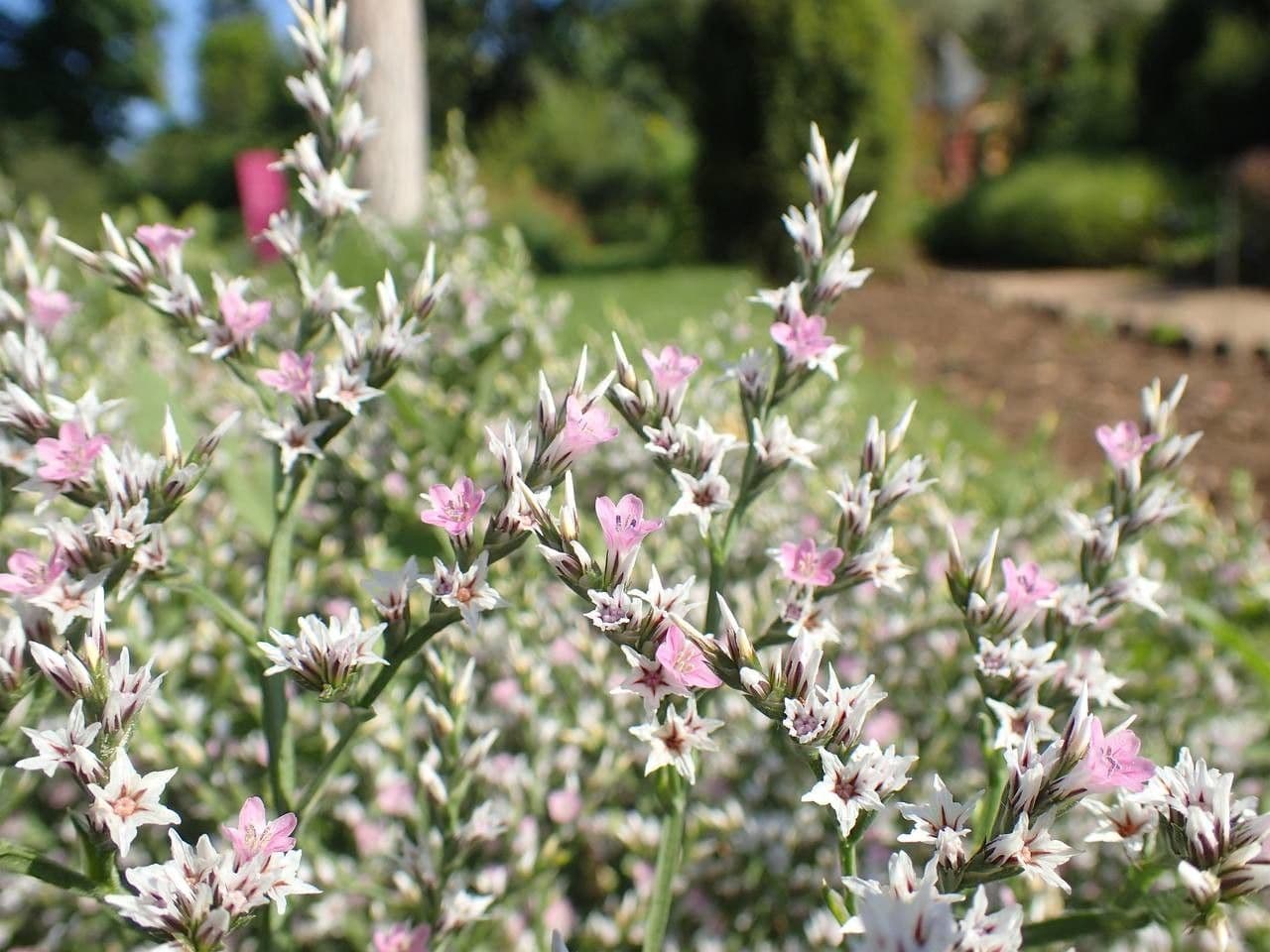 Goniolimon tataricum 7