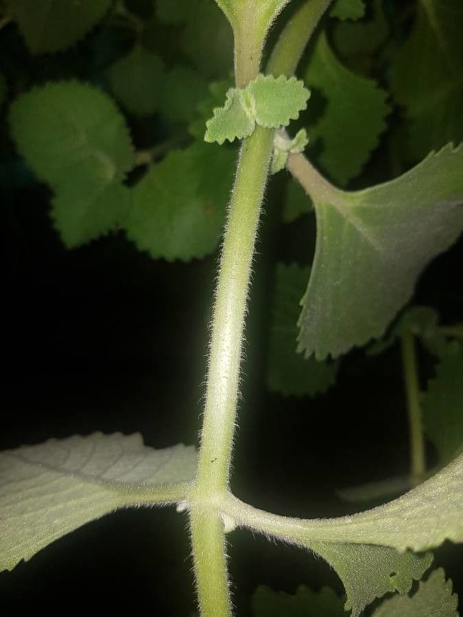 Cuban-oregano 22