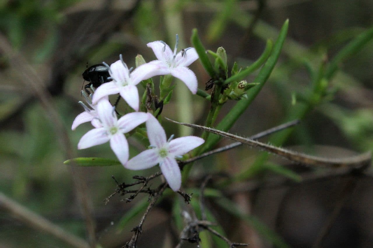 Stenaria nigricans 5