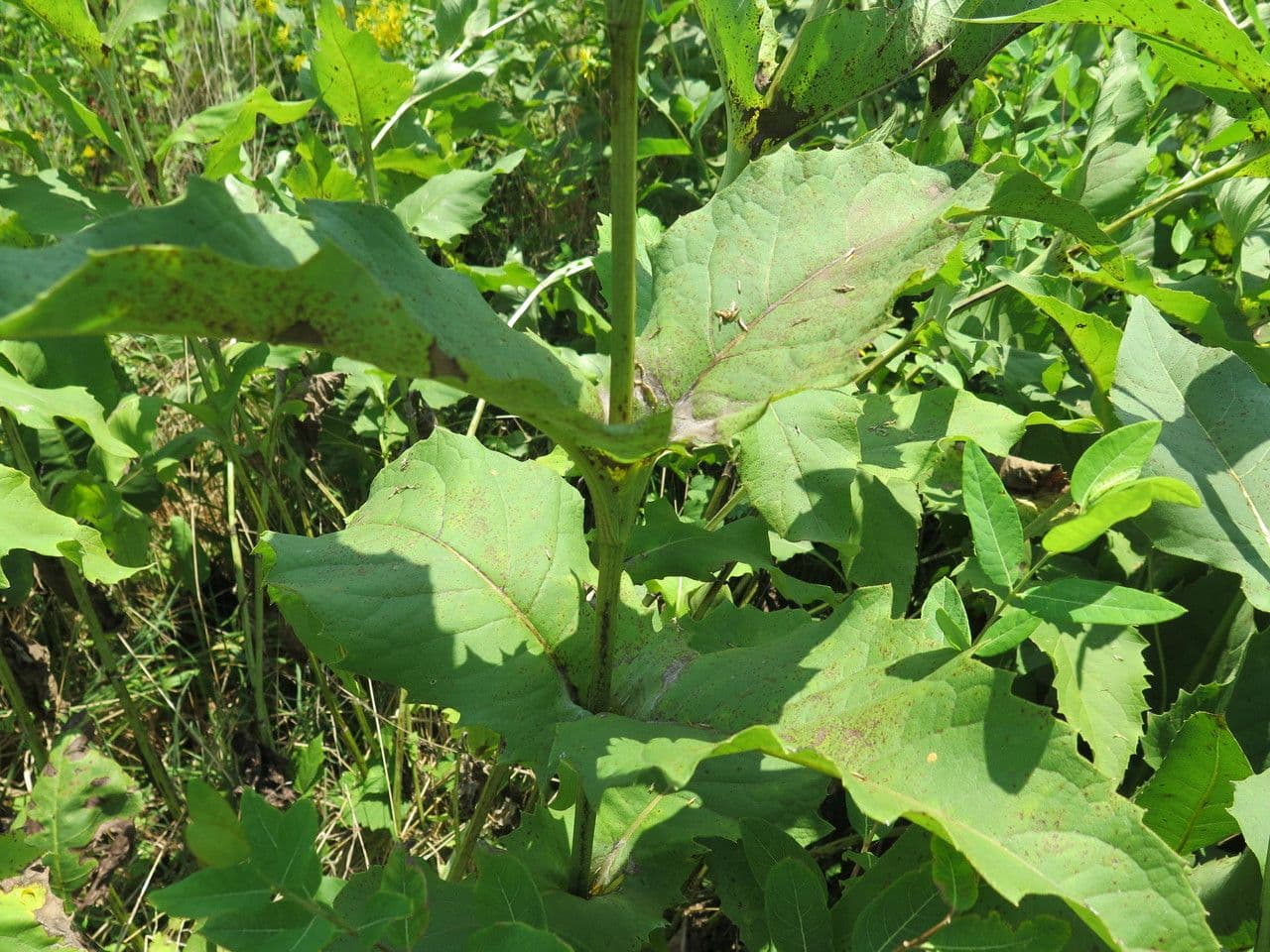 Heliopsis 11