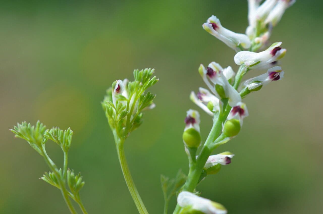 Kleinblütiges Erdrauch 7