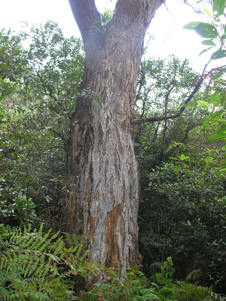 Acacia 24