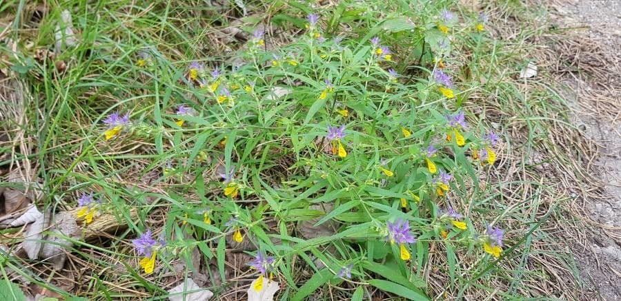Geringblütigesella 7