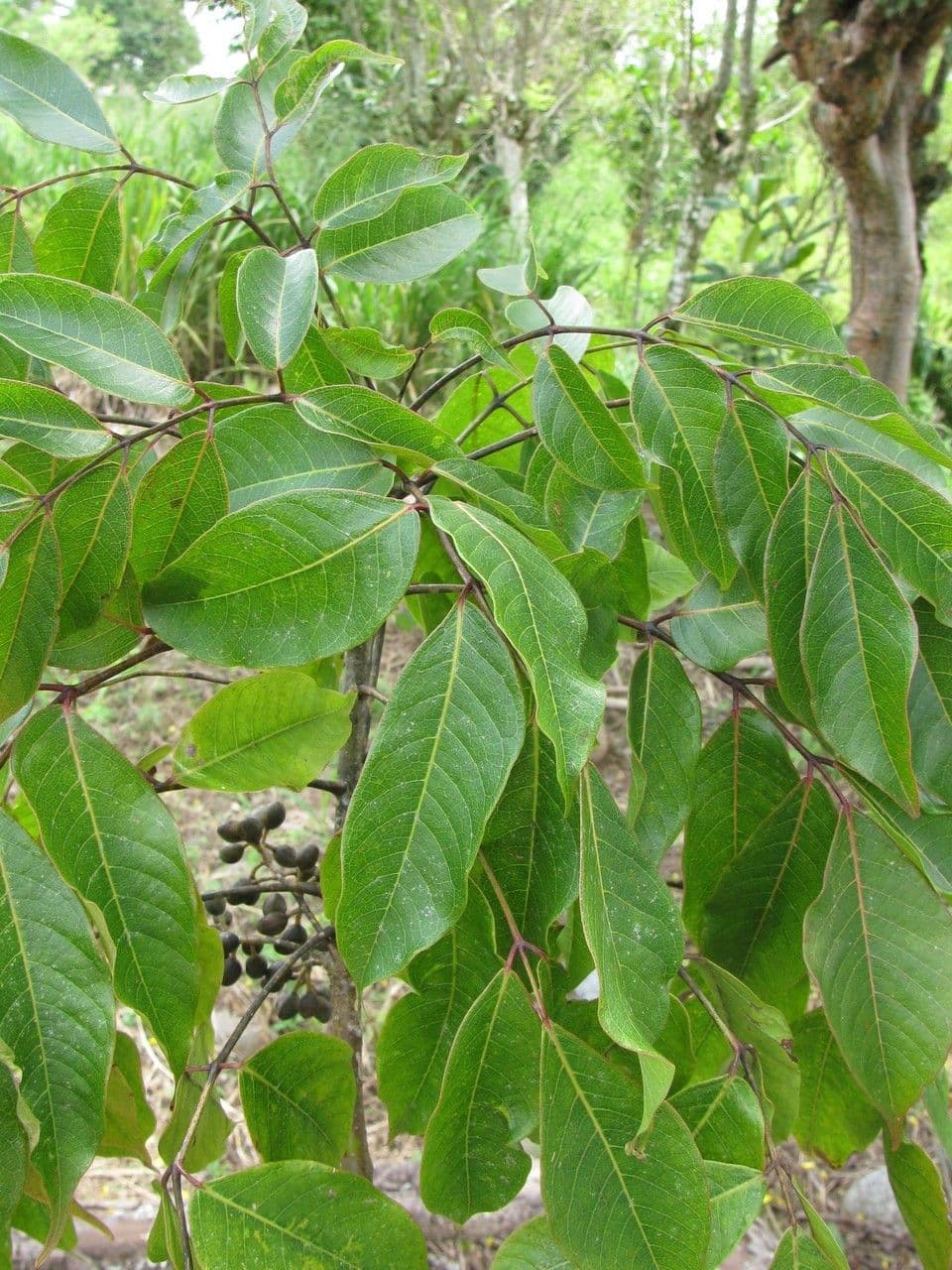 Almácigo 26