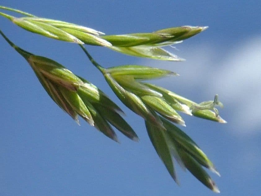 Fienarola di Chaix 9