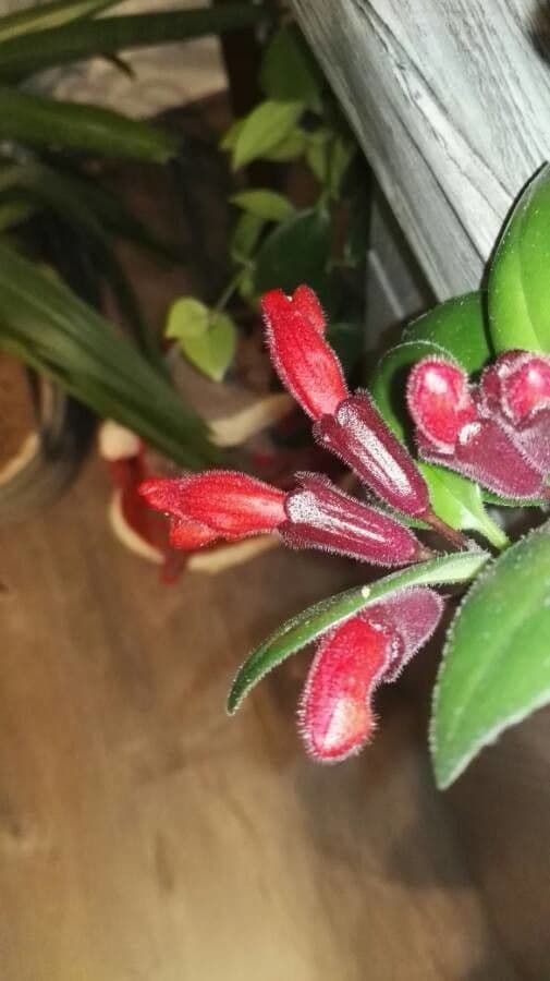 Pianta rossetto 10