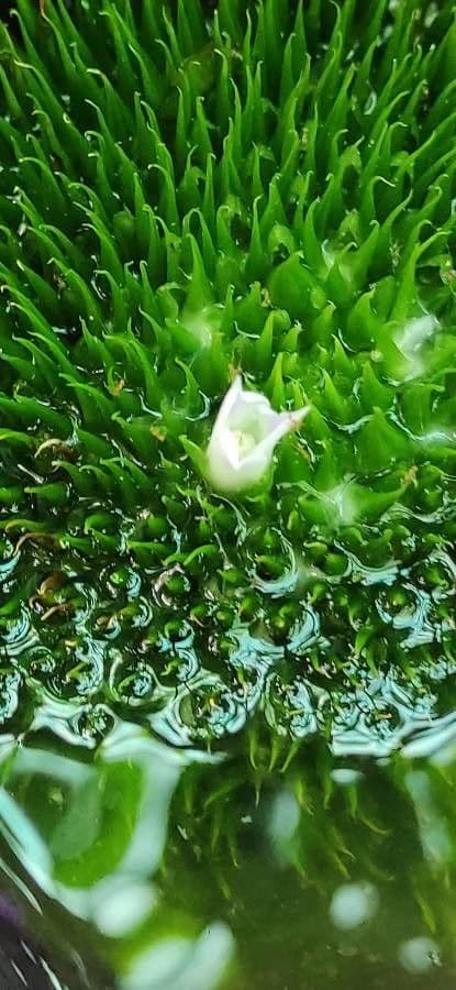 Neoregelia