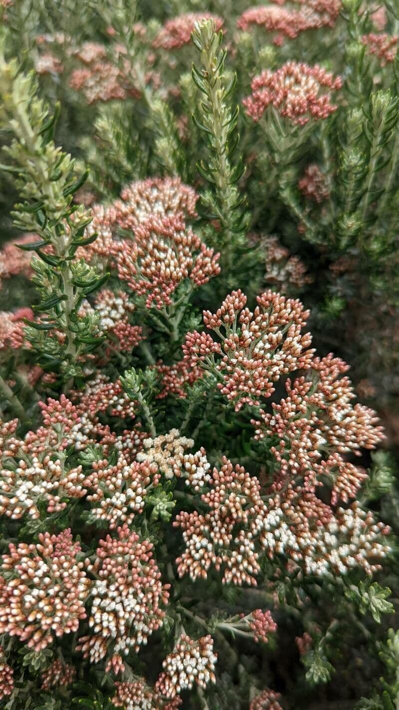 Ozothamnus