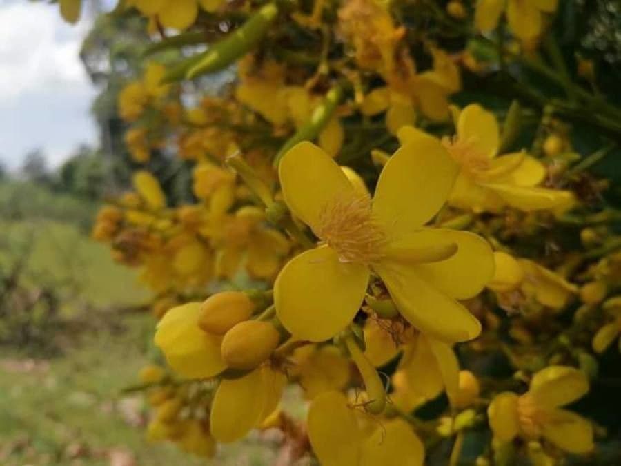 Cespedesia 8