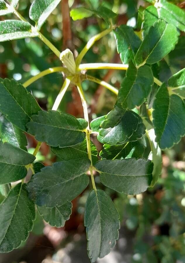 Polylepis australe 2