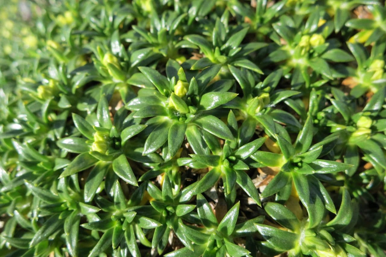 Azorella monanta 13