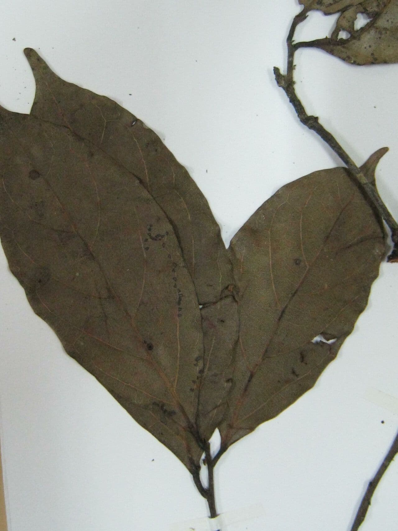 Ocotea 2