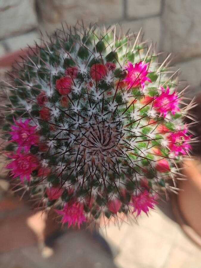 Cactus 3