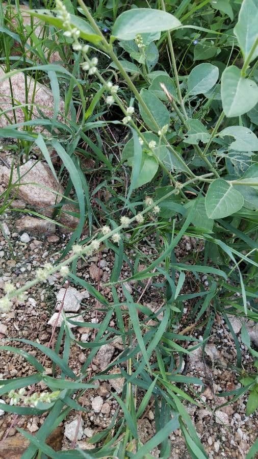 Alternanthera sessilis