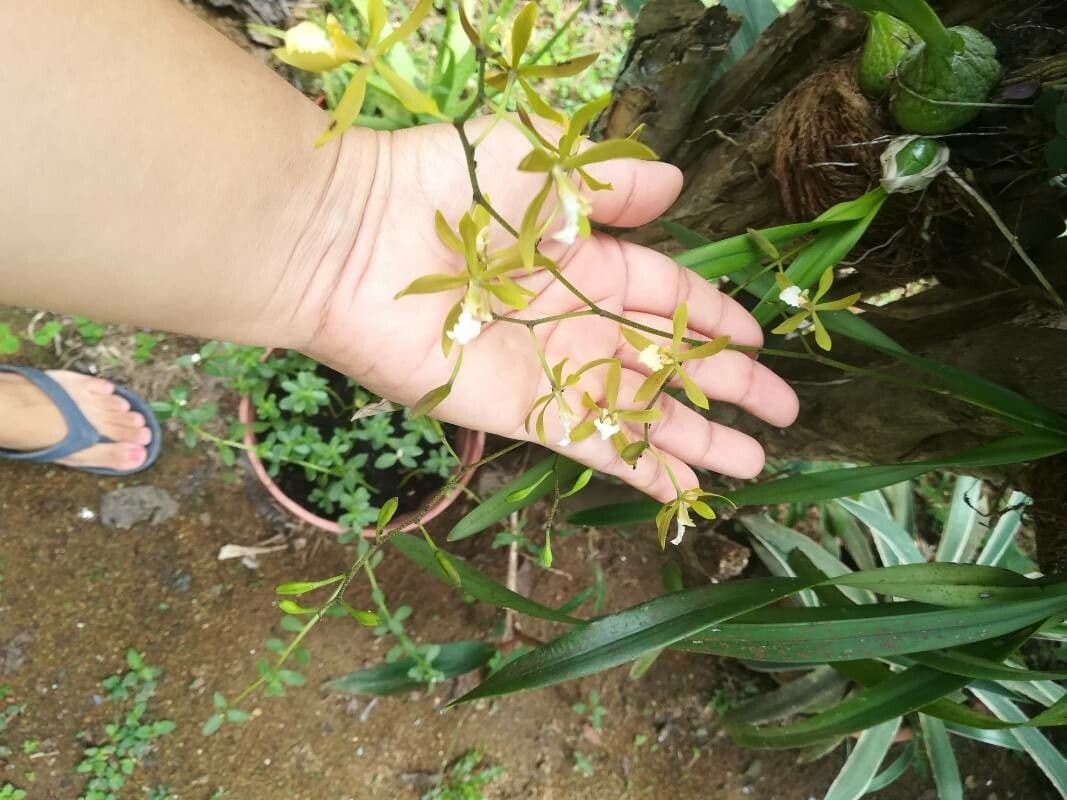 Encyclia 15