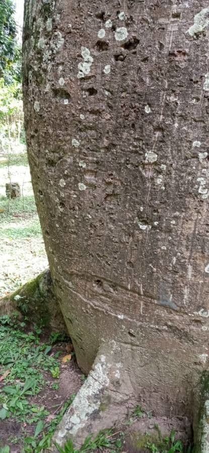 Ceiba erianthos