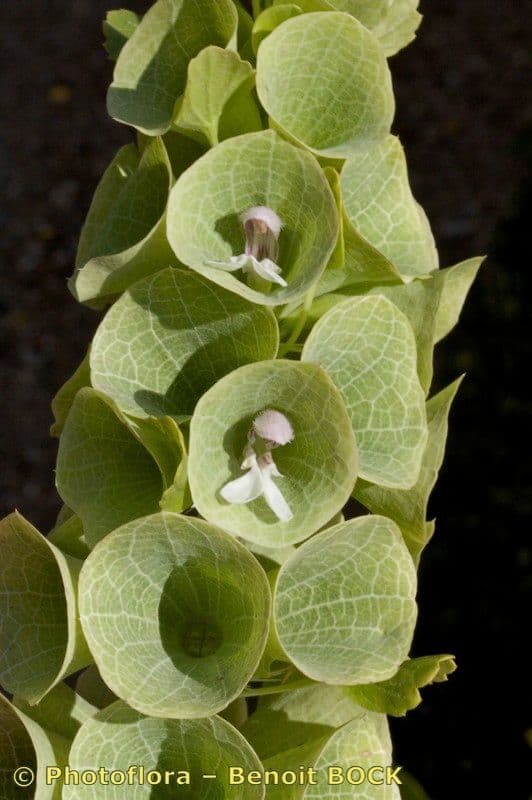 Glockenblume 9