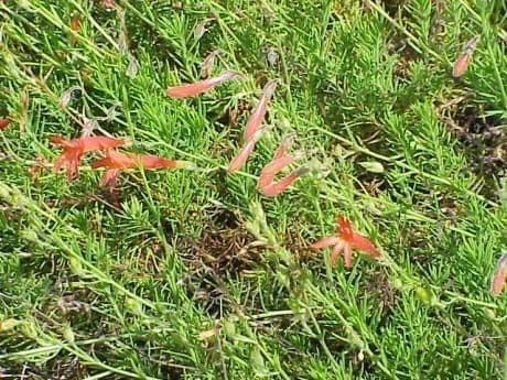 Penstemon 8